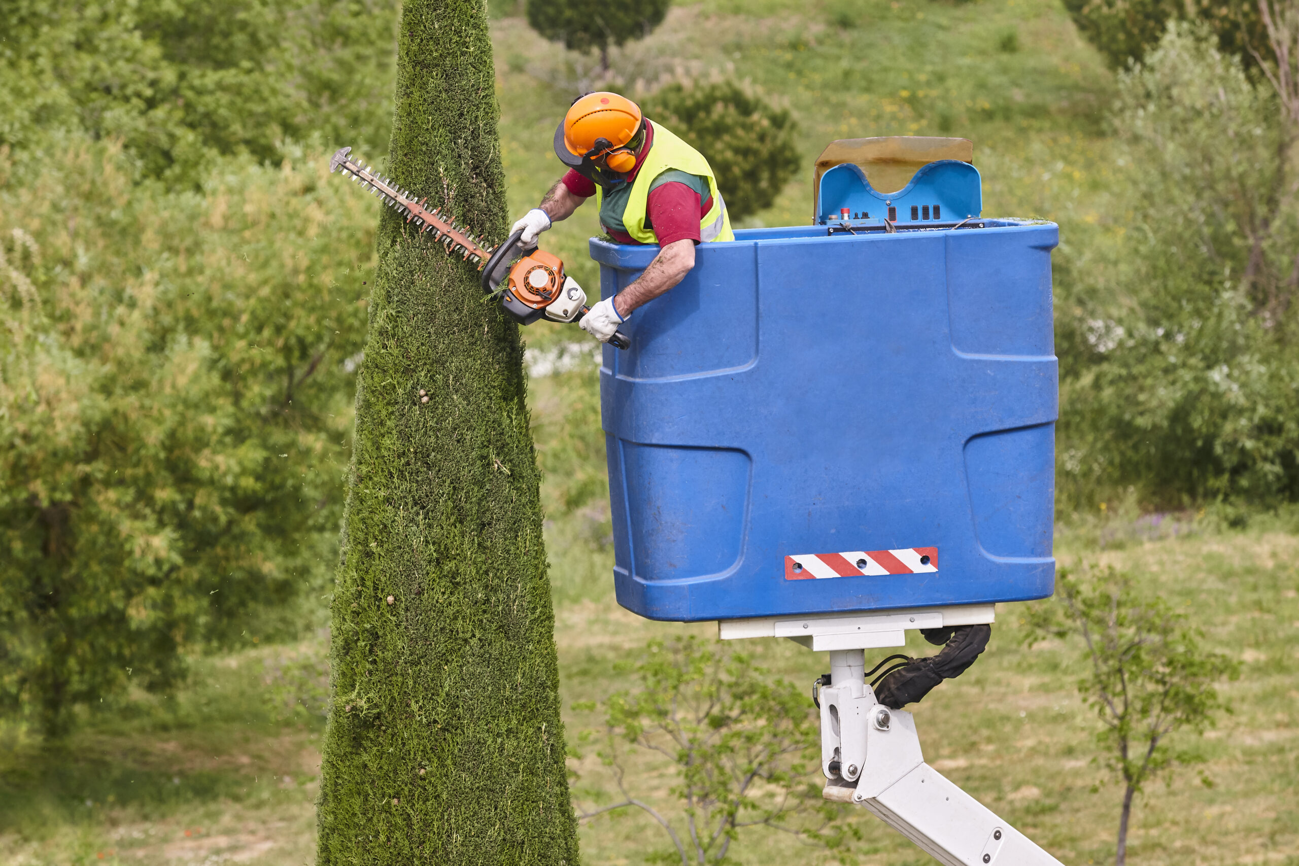 Gardener pruning a cypress tree with a chainsaw and a crane